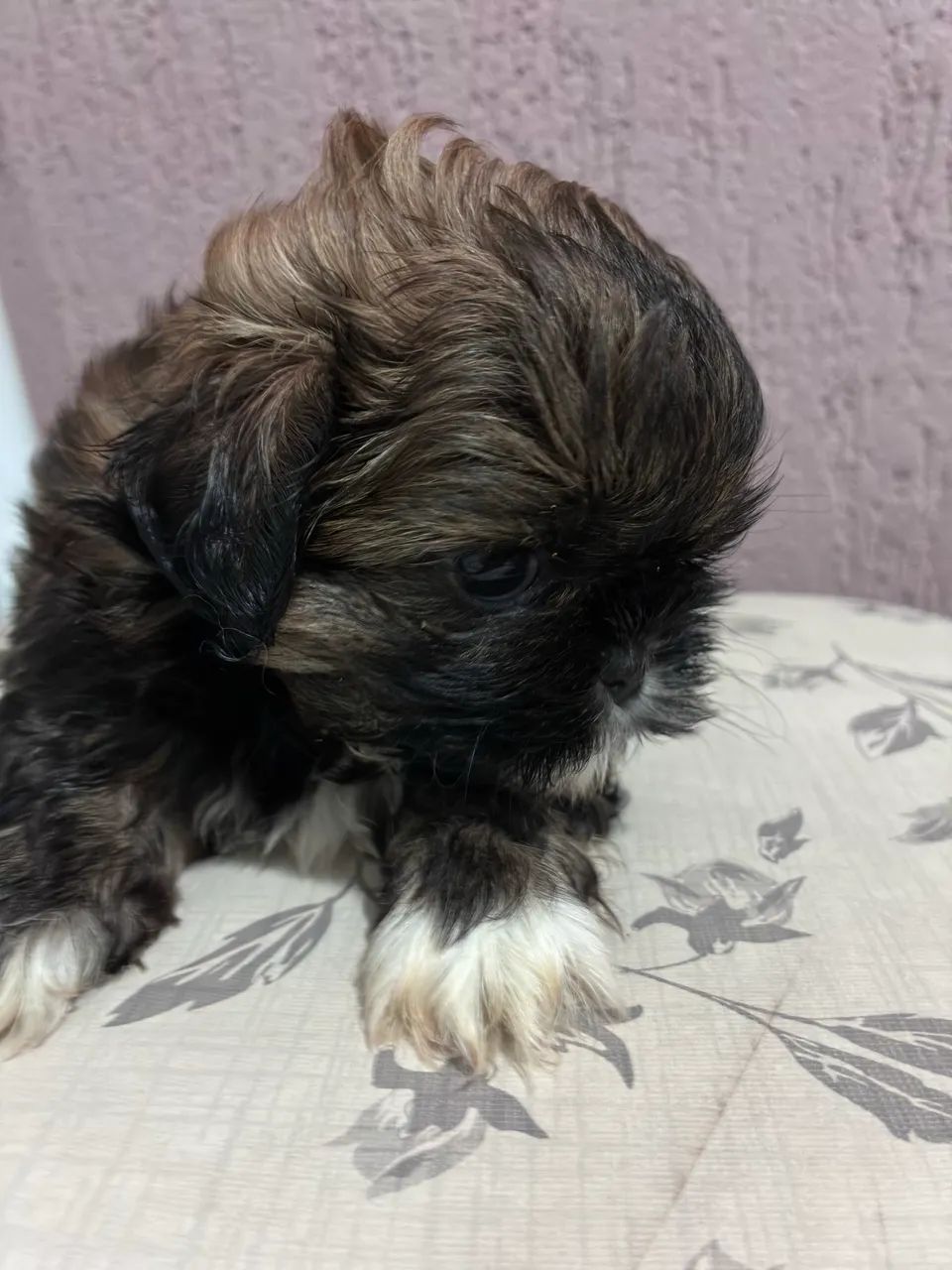 Machinho de Shitzu - Foto 4