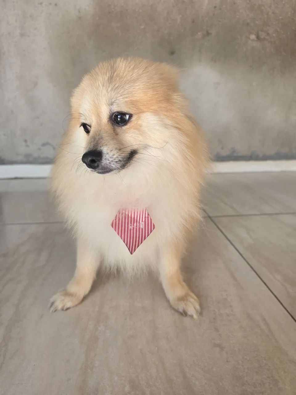 Cachorro - Foto 2