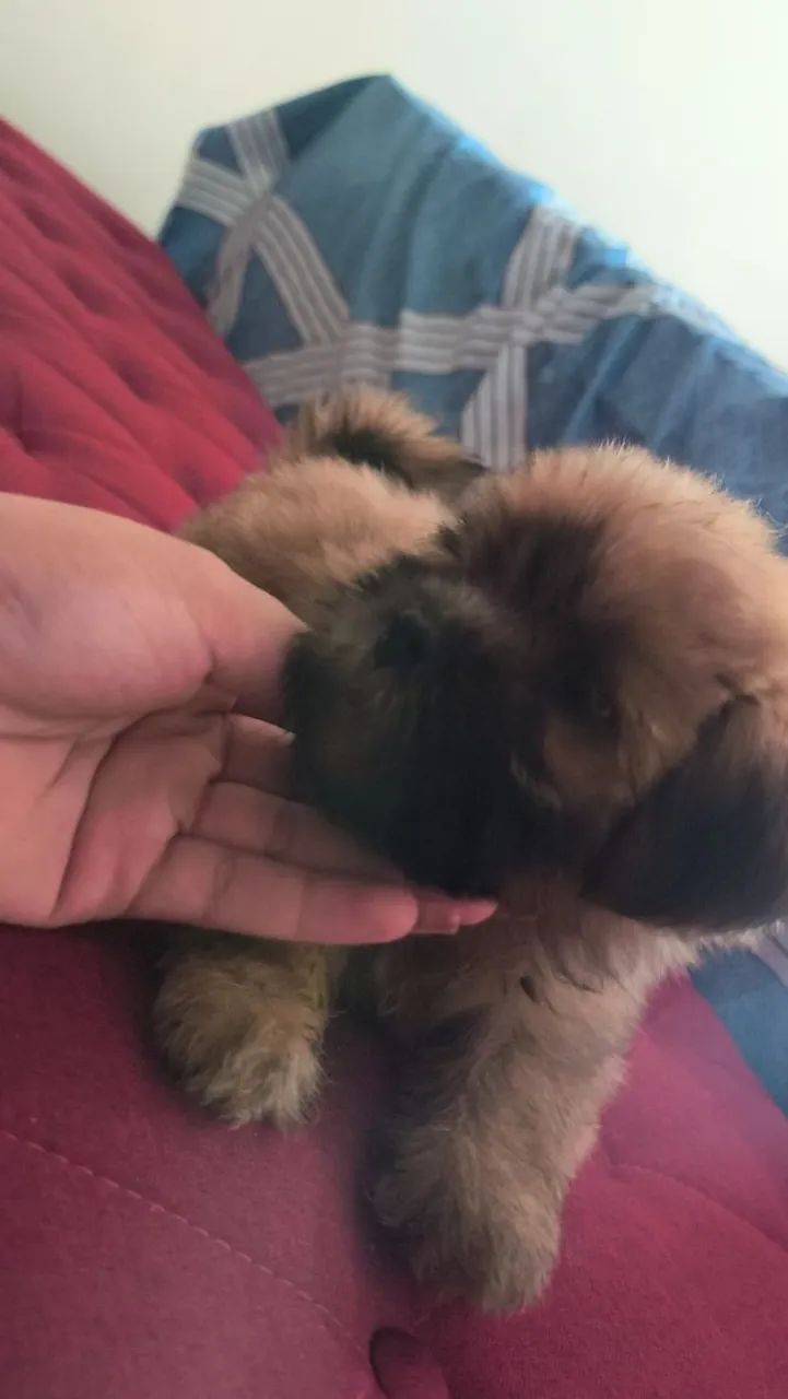 Cachorro  - Foto 5