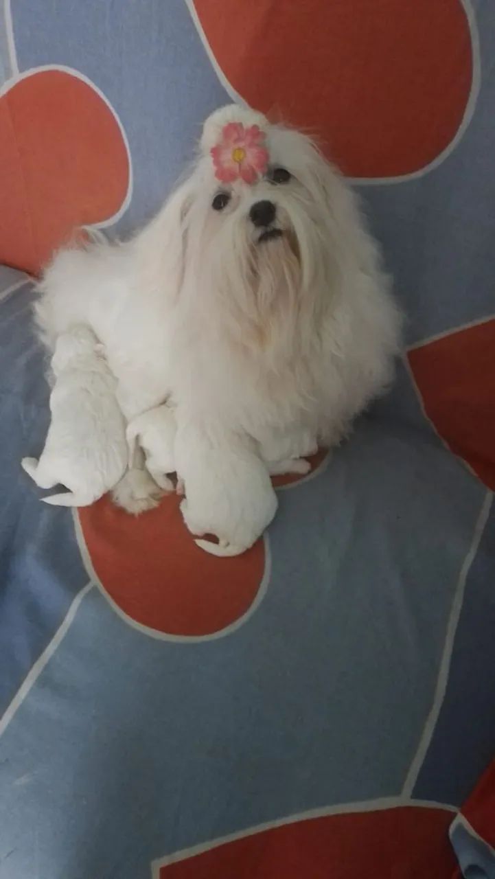 Maltês 