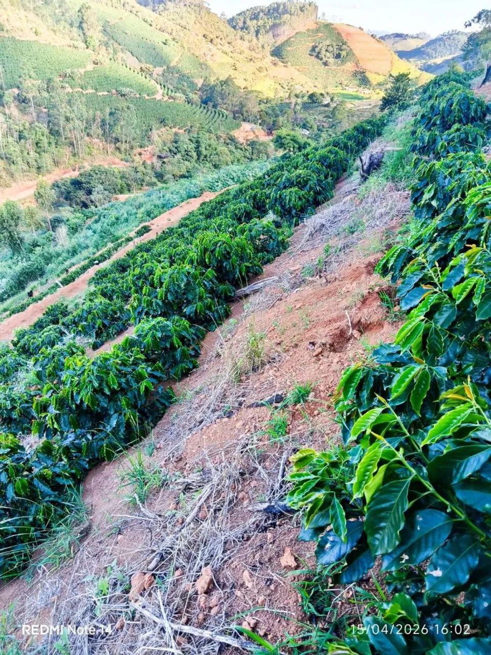 6 litros de terra e 3 mil pés de café! - Foto 3