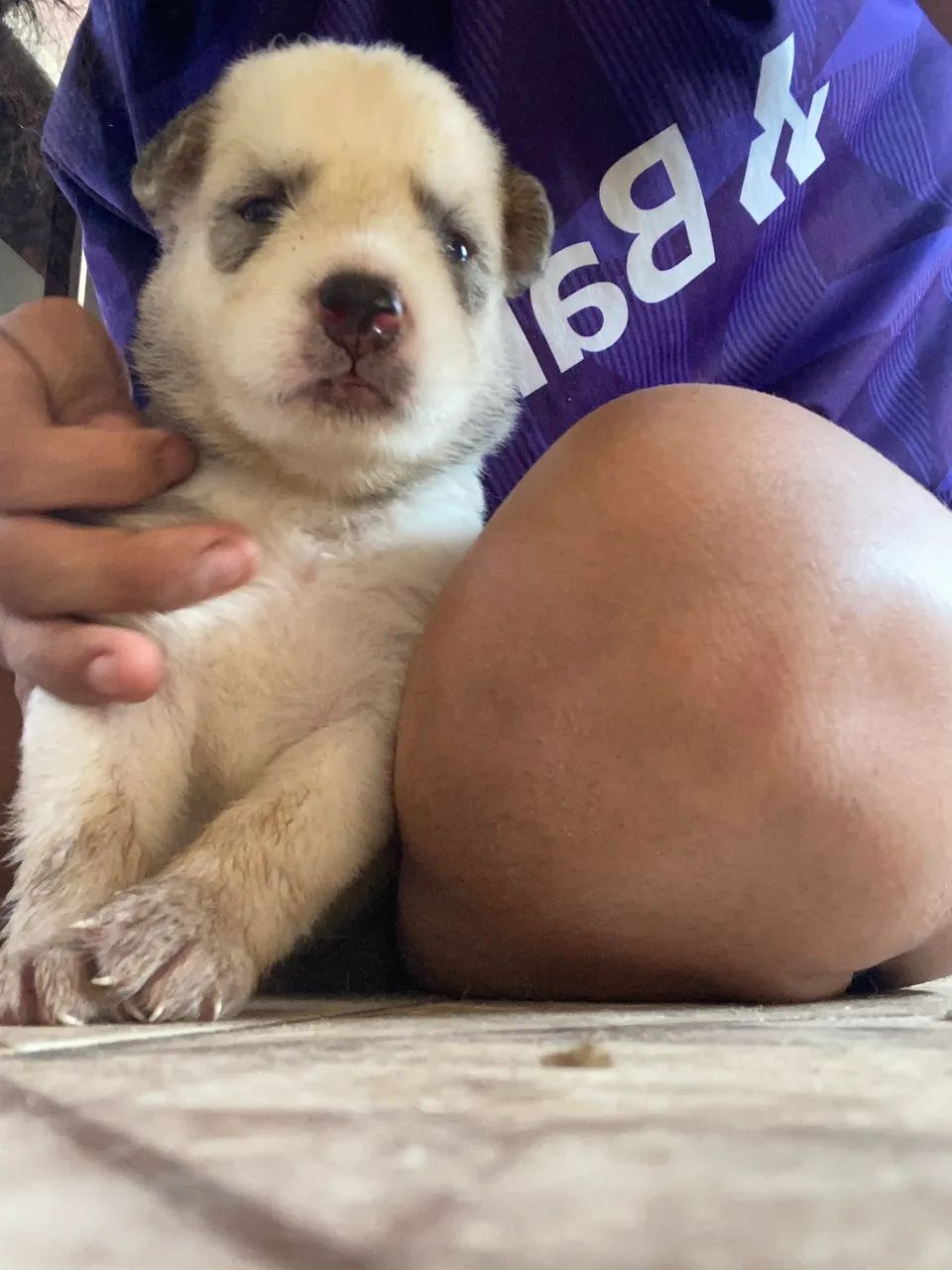 filhotes de husky - Foto 2