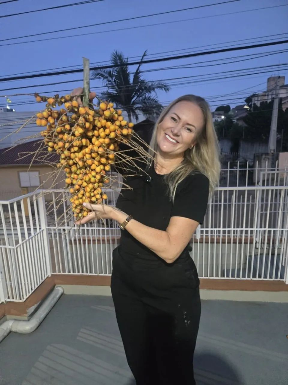 Muda de butiá - fruta tamanho médio bem suculenta 