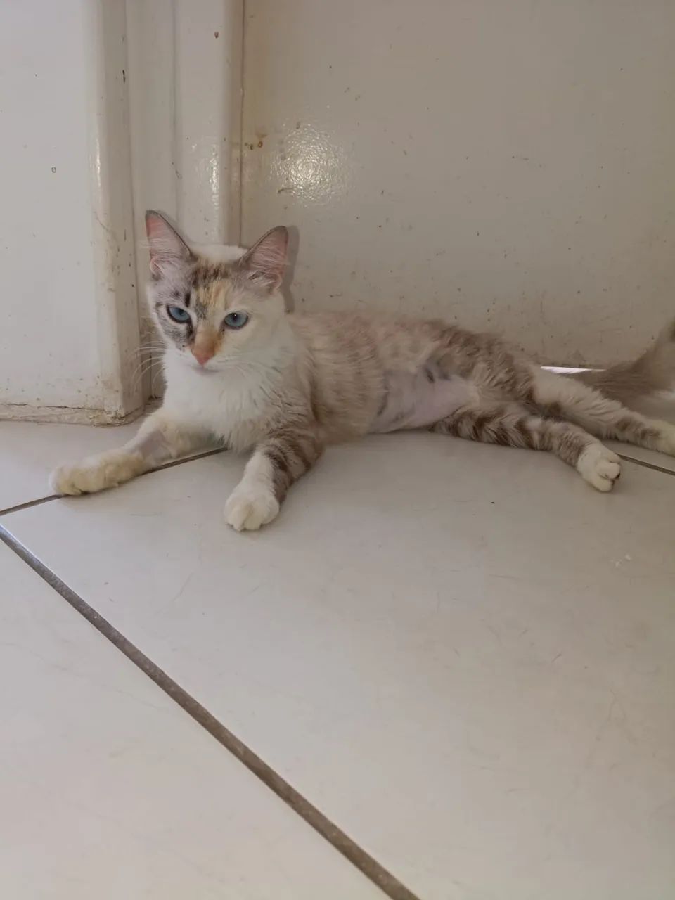 Gata de resgate pra adoção 