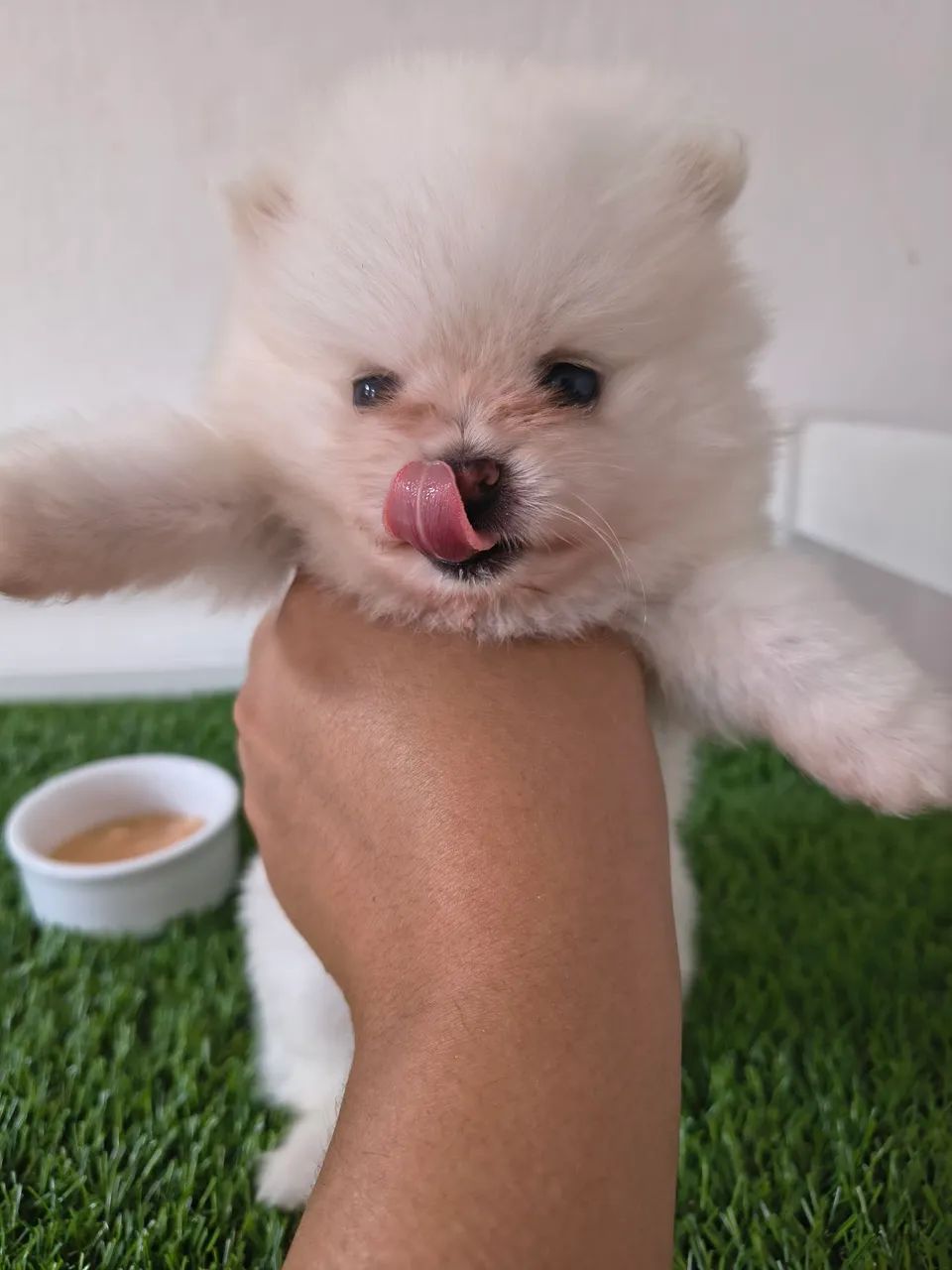 Spitz Alemão Anão Branco  - Foto 4
