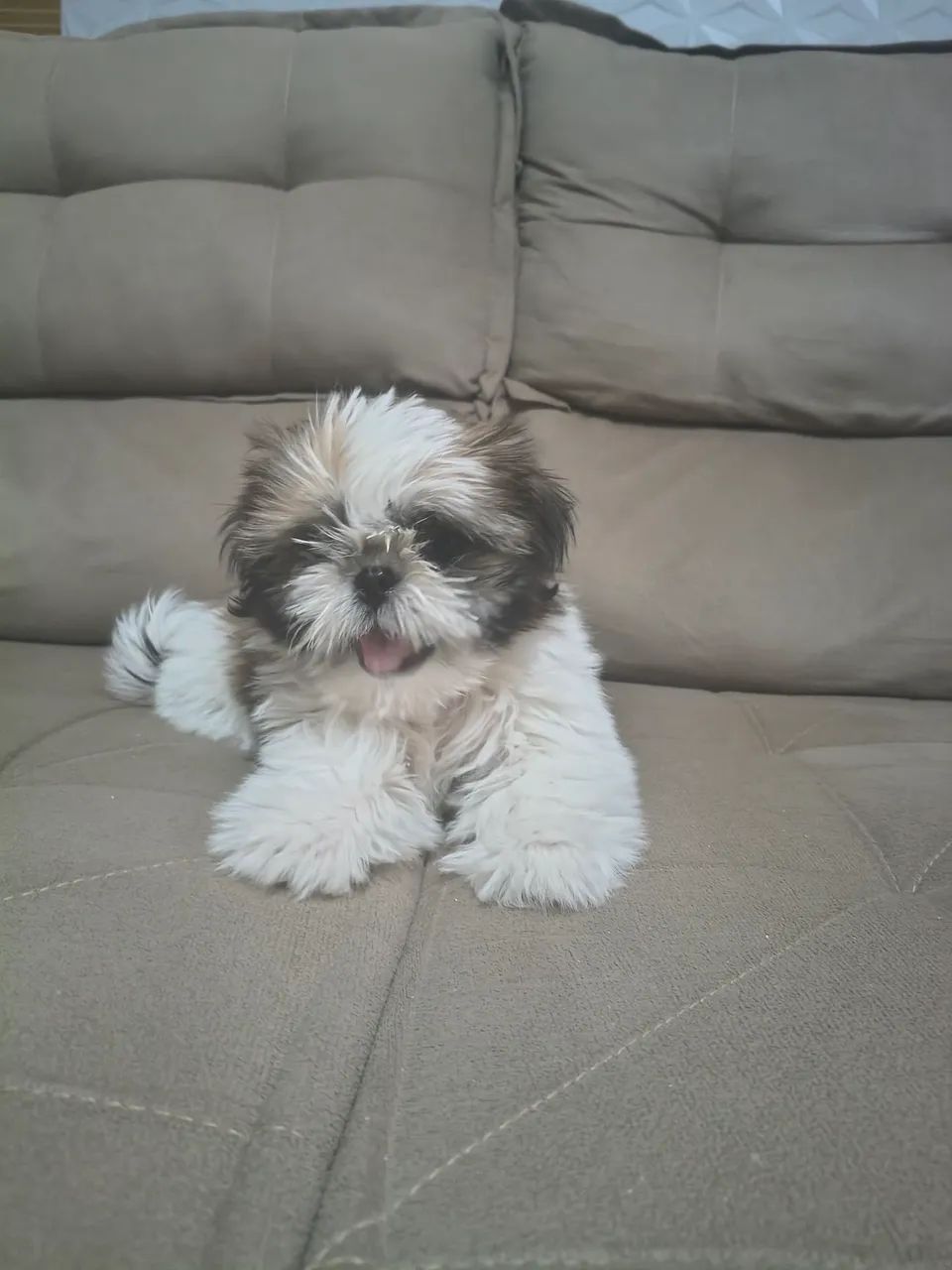 Filhote Shih Tzu macho 