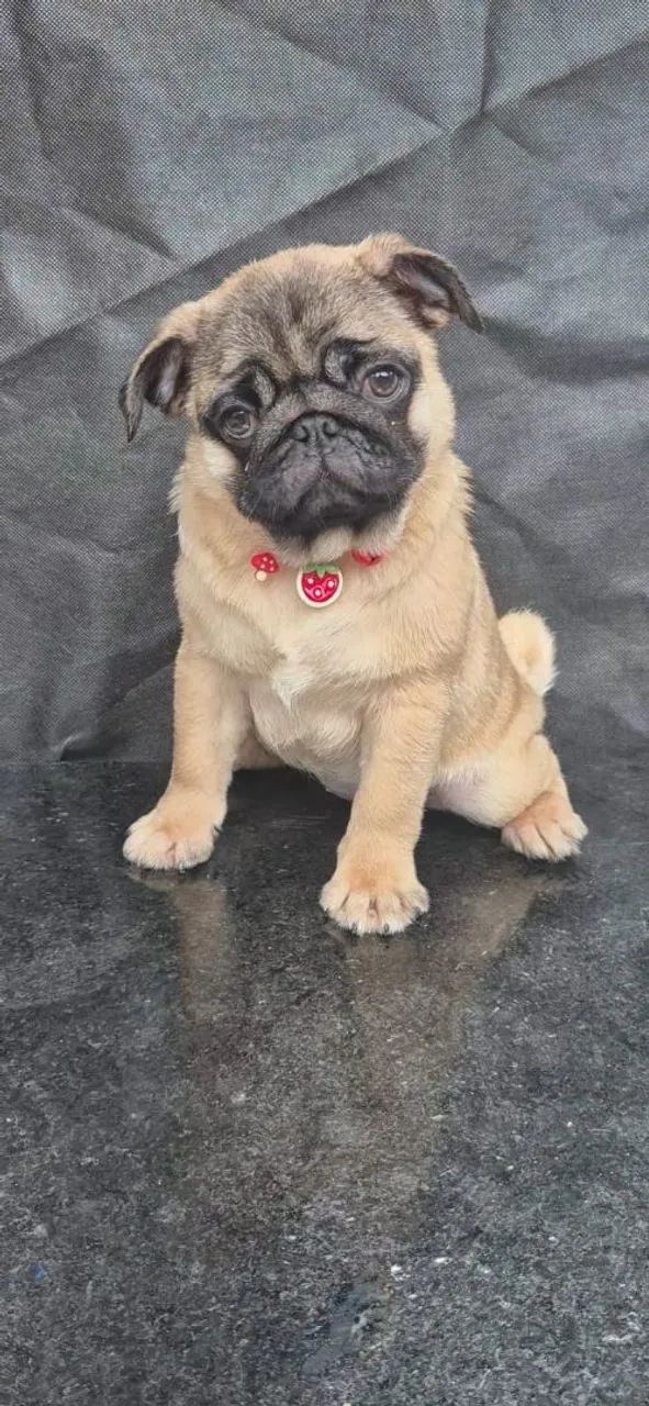 Pug - Foto 2