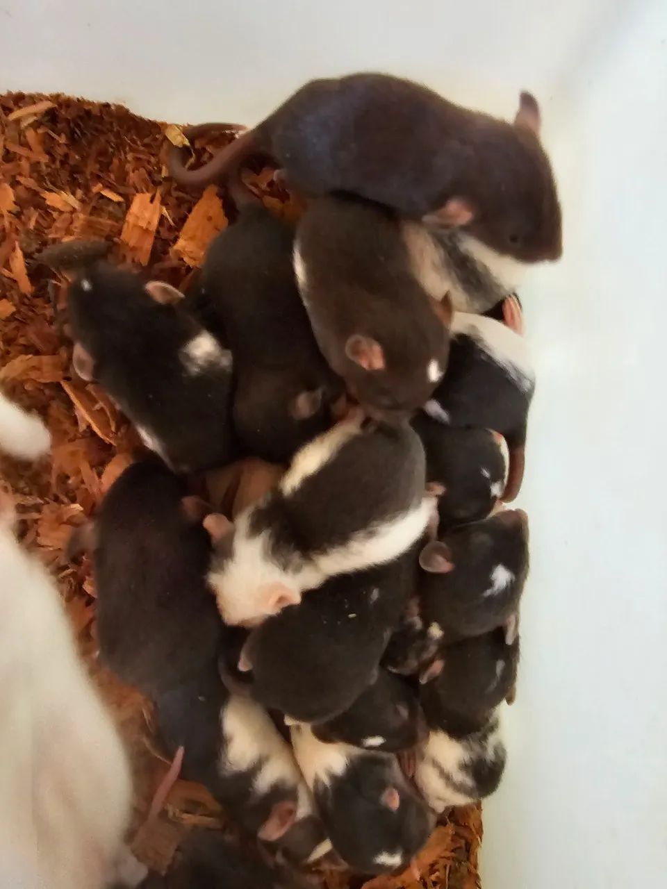 Ratos twister  - Foto 6