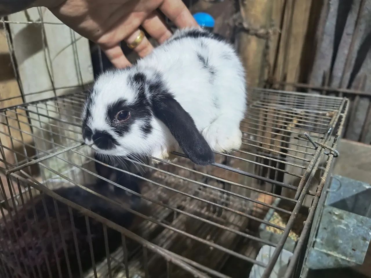 Vendo Coelho mini loop - Foto 5