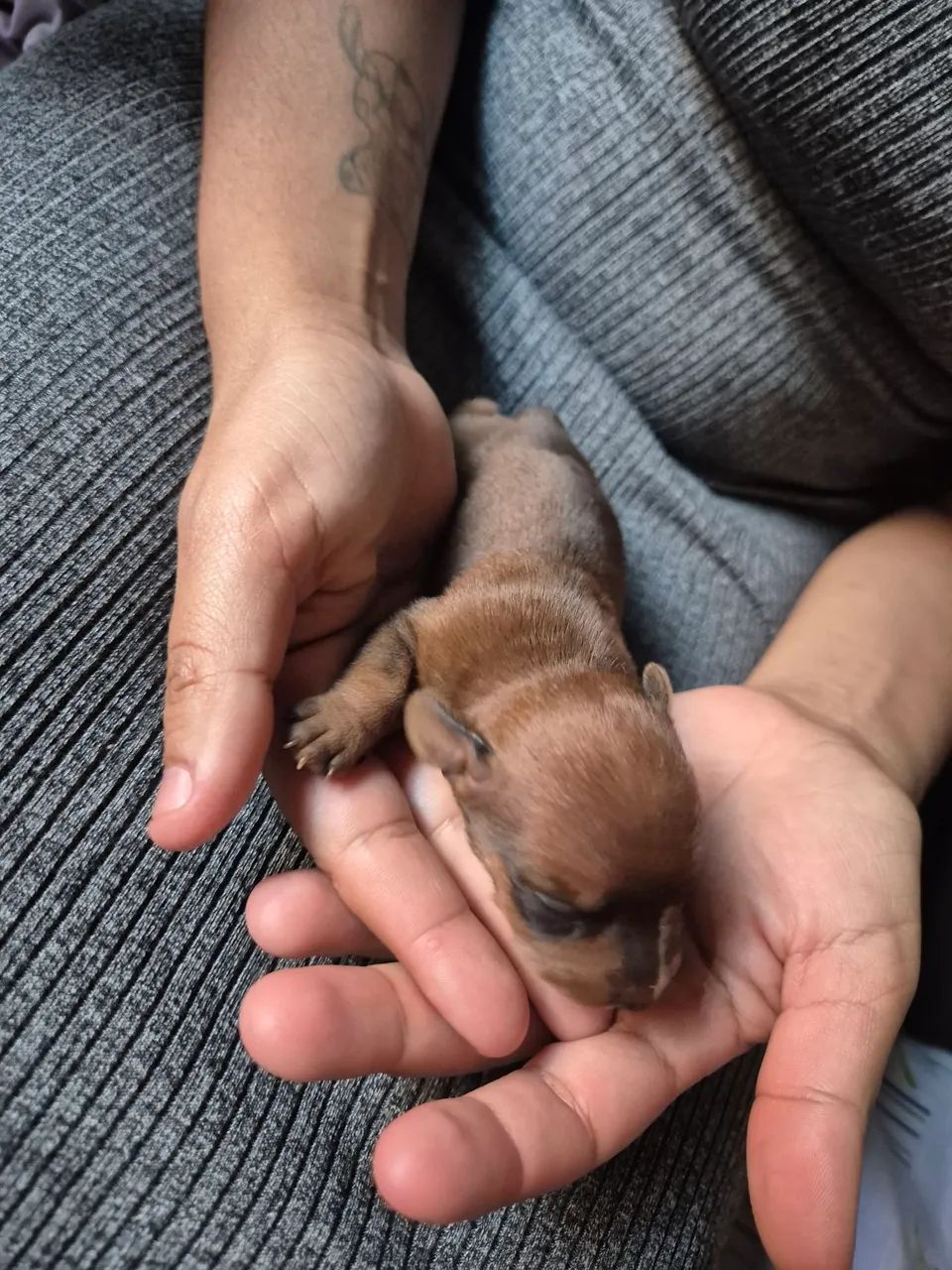 PINSCHER 0 - Foto 4