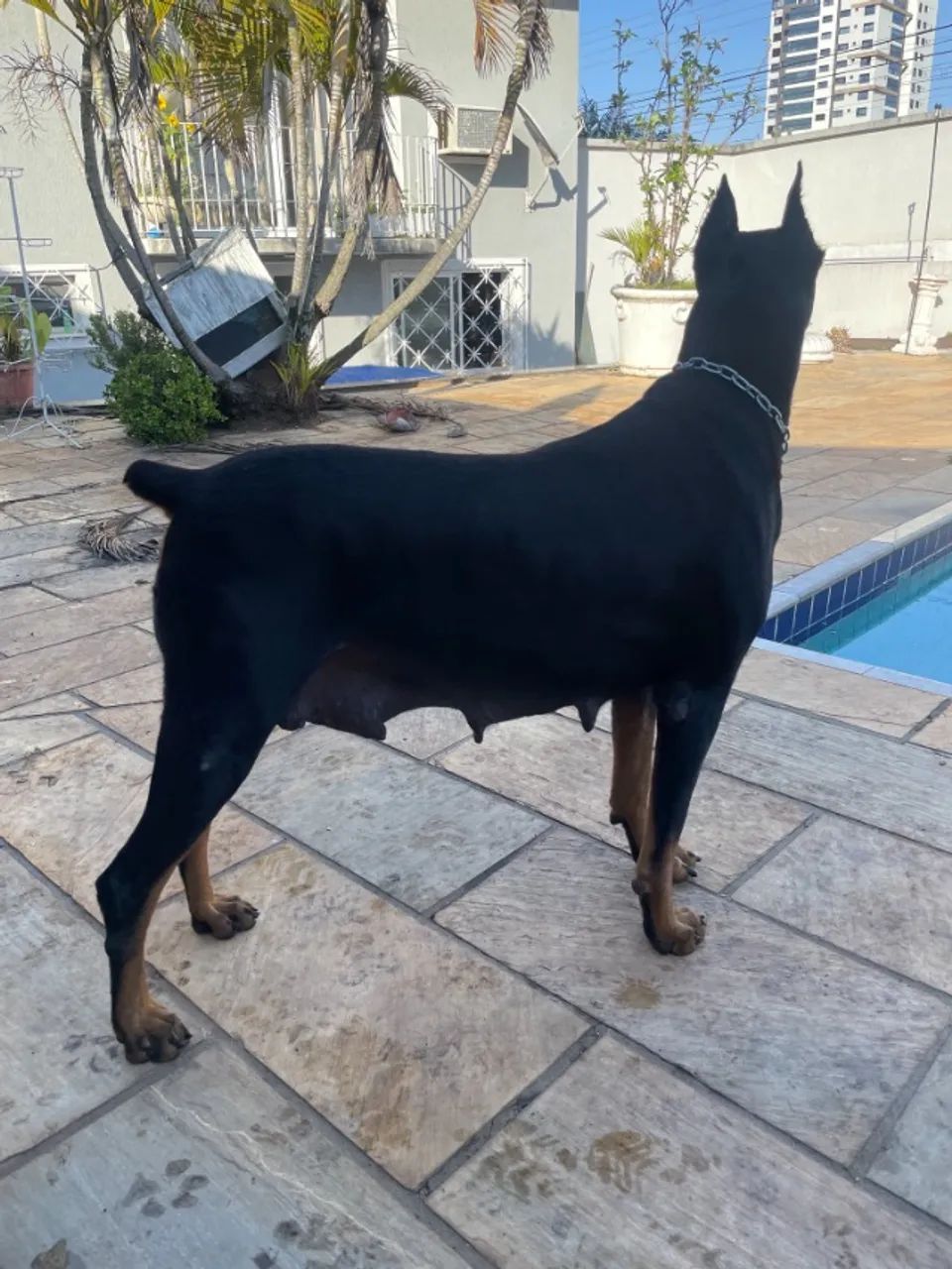 Vendo Filhotes de Doberman - Foto 5