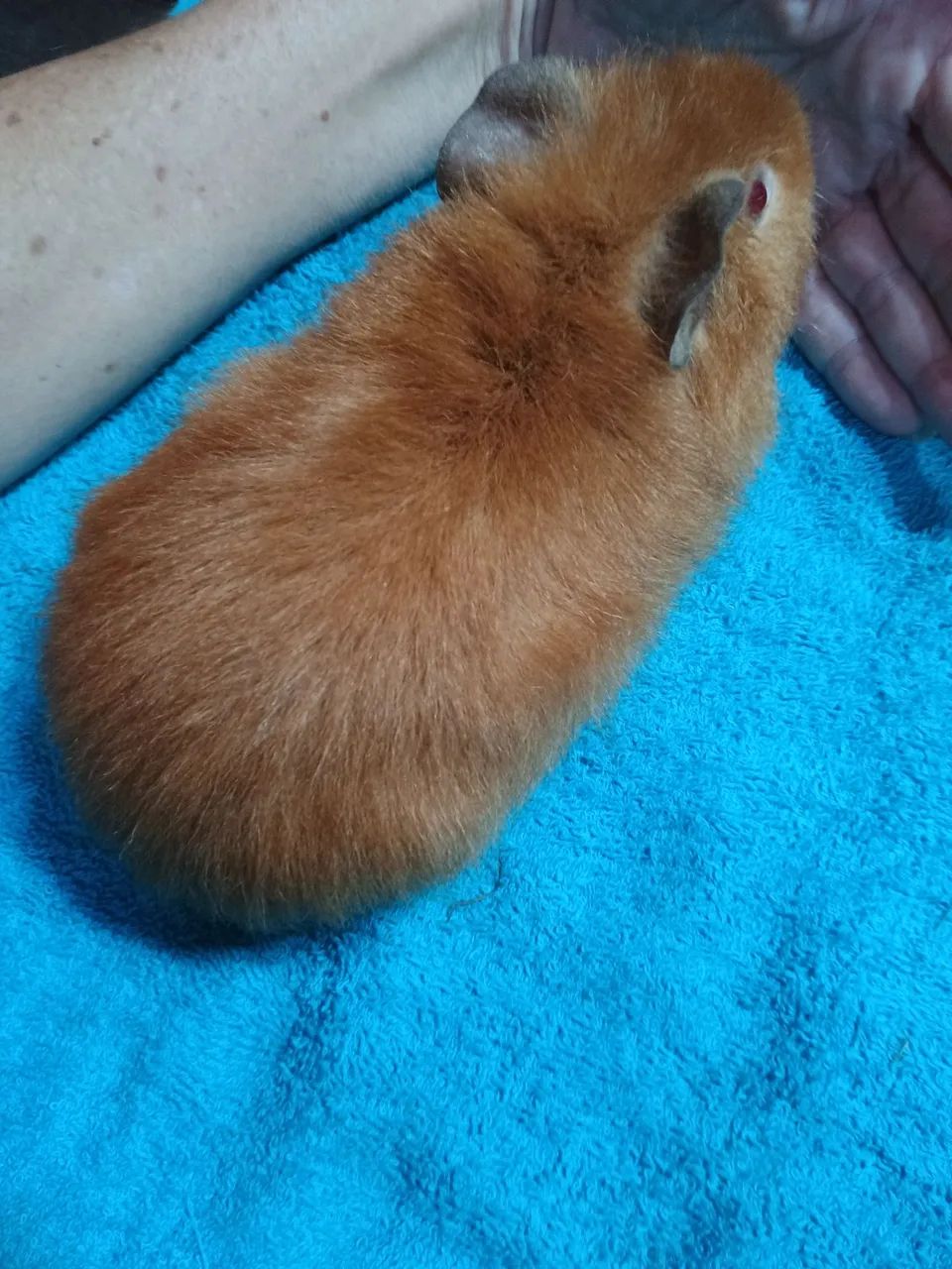 Porquinhos da índia Teddy Macho  - Foto 3