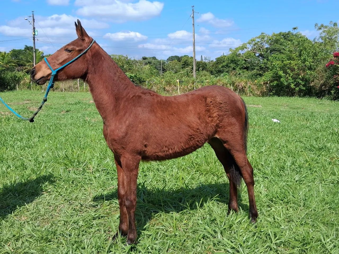 Potra MM sem documento. 