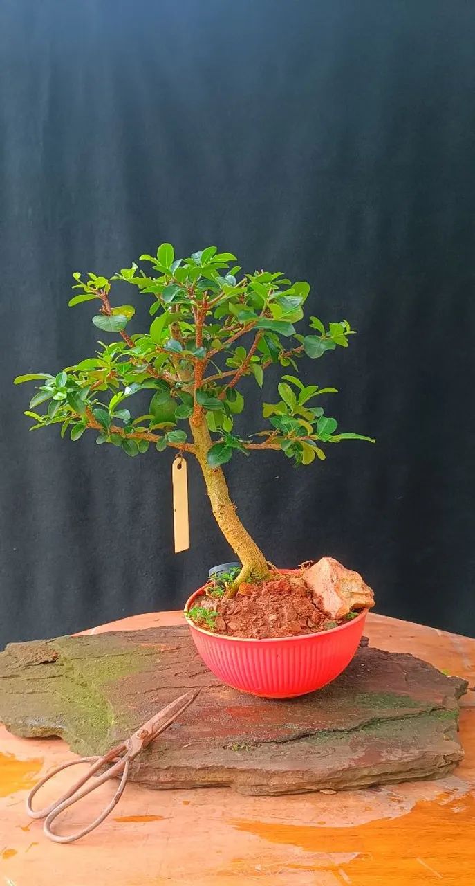 Bonsai acerola  - Foto 2