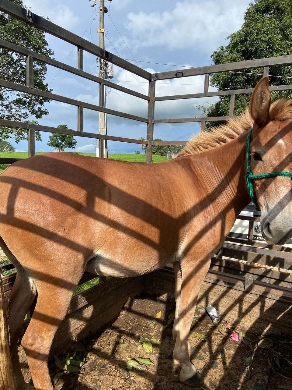 Burro  - Foto 4