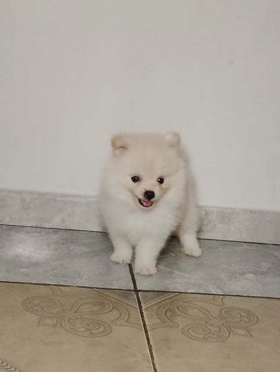 Spitz Alemão  - Foto 3