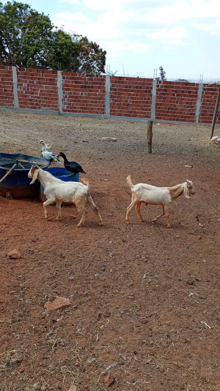Venda de animais  - Foto 4