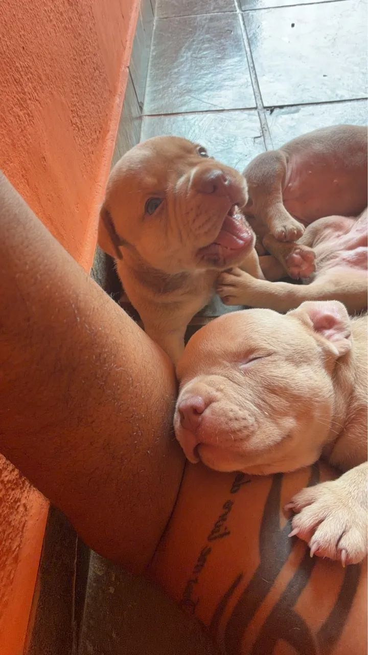 American bully pocket  - Foto 5