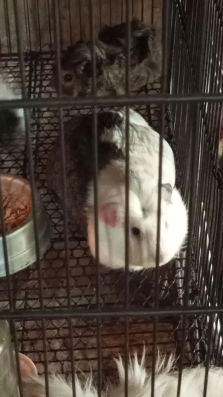 Femia coroada  - Foto 2