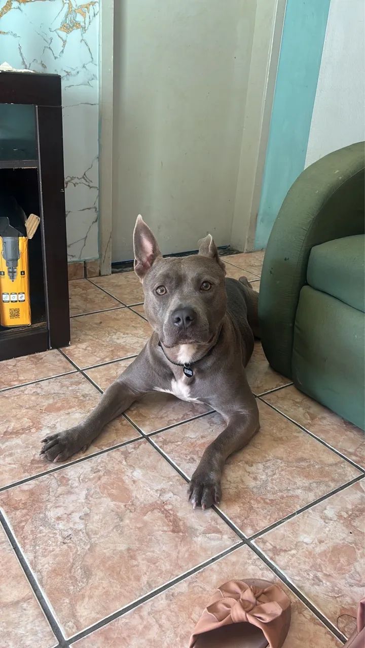 Argos - Foto 2