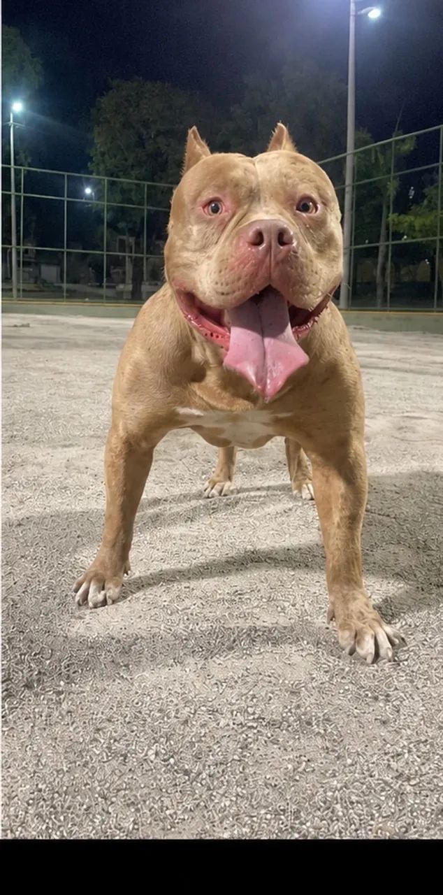 PitMonster com pedigree top 1 - Foto 5