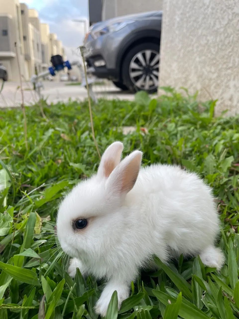 Coelha Mini Lionhead Fêmea Filhote - Pequena, Saudável e Muito Amorosa