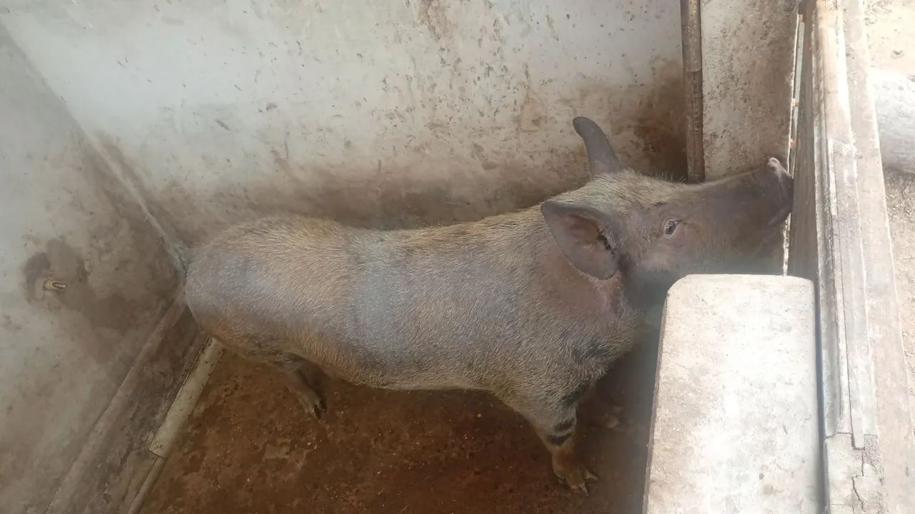 Porco
