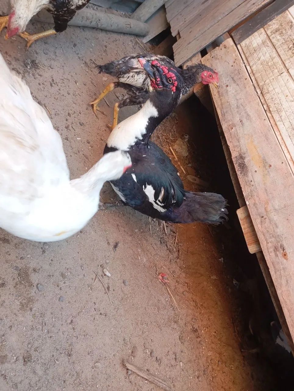 Patos  - Foto 4