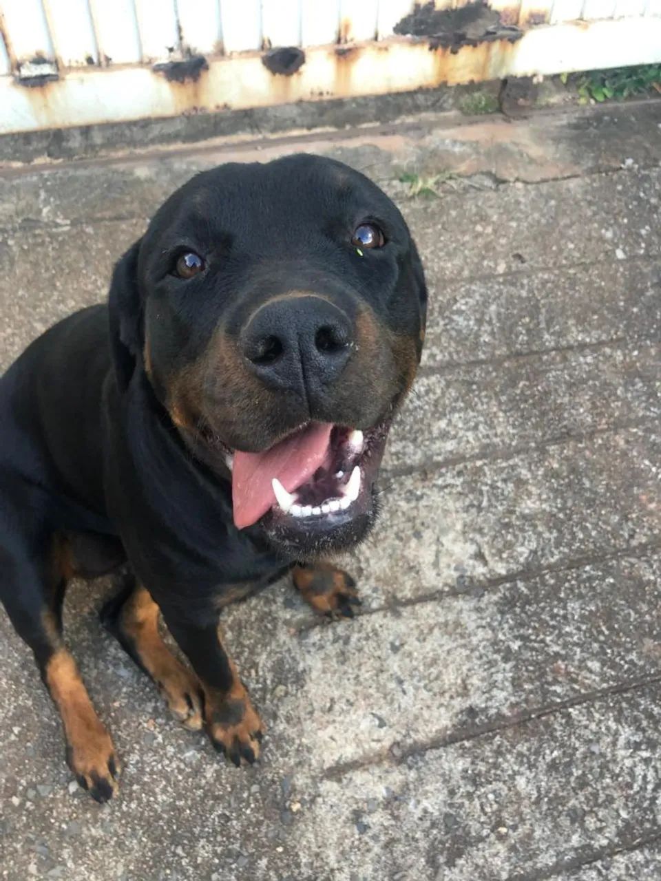 Doação de rottweiler  - Foto 2