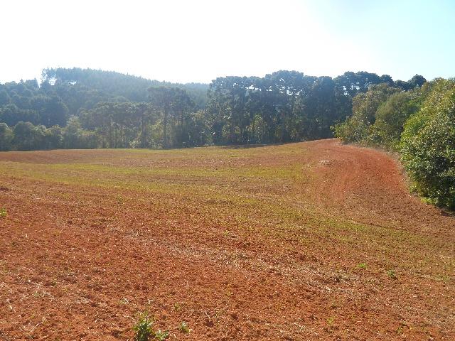 6 alqueires de planta - Foto 11