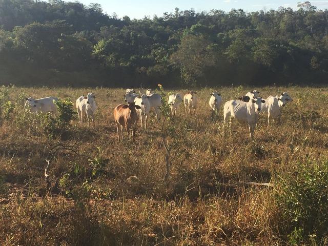 217 hectares, com 150 hectares aberto 32 km de Dom Aquino -MT - Foto 11
