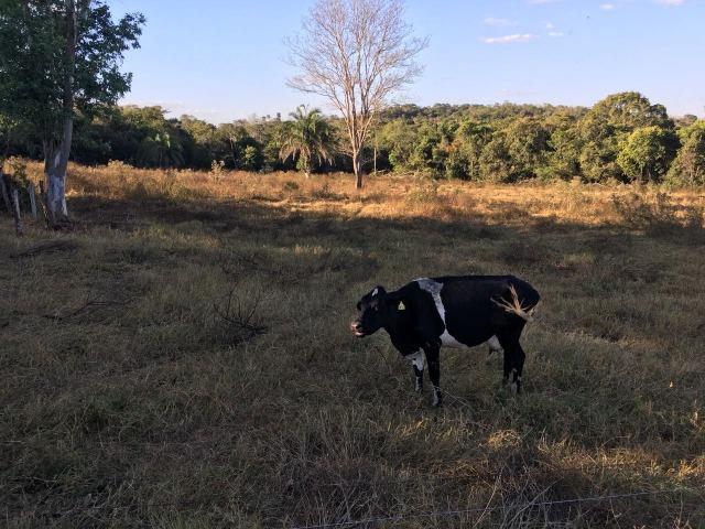 217 hectares, com 150 hectares aberto 32 km de Dom Aquino -MT - Foto 9