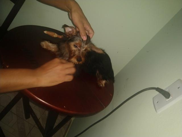Yorkshire terrier York - Foto 4
