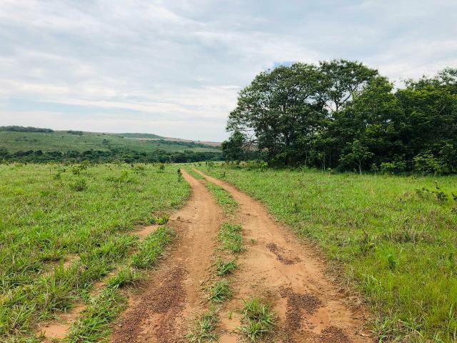 Prima.Vera do Oeste MT 1000 ha - Foto 5