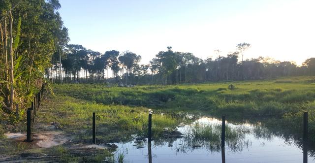 Fazenda com 280 hectares em Rorainópolis, ler descrição do anuncio - Foto 3