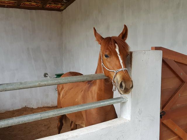 Aluguel de baias para cavalos. R$ 400,00/mês - Foto 4