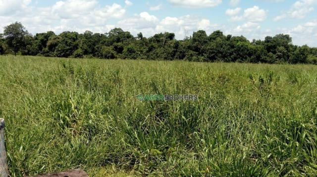 Fazenda a 4 km do frigorífico em nova marilândia - 7 km da cidade - Foto 15
