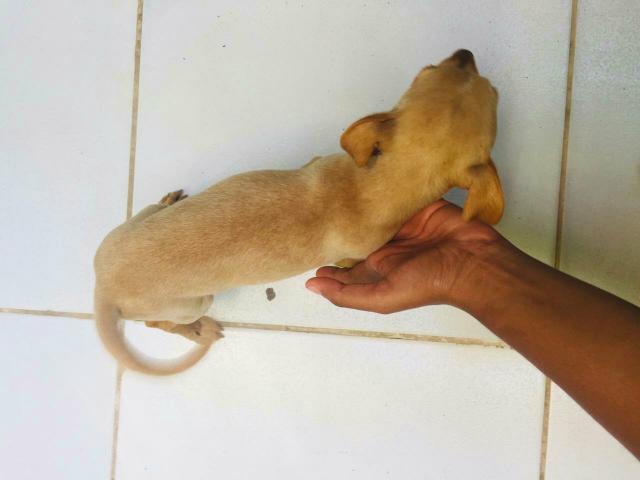 Filhote de Pinscher número 1 - Foto 4