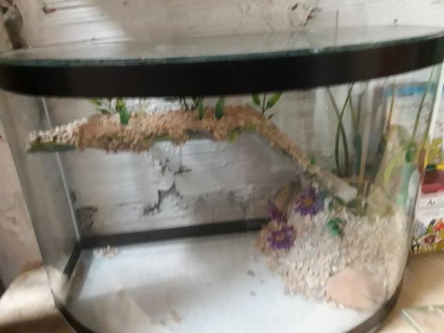 Terrareo com rampa - Foto 3