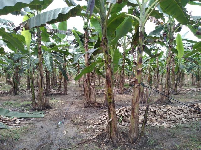 25 hectares a 55 km de Belém lindo Sitio por 200 mil reais Aceito carro na negociação - Foto 7