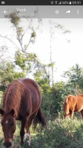 Cavalo Criolo - Foto 4