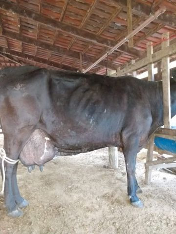 Vaca de leite - Foto 4