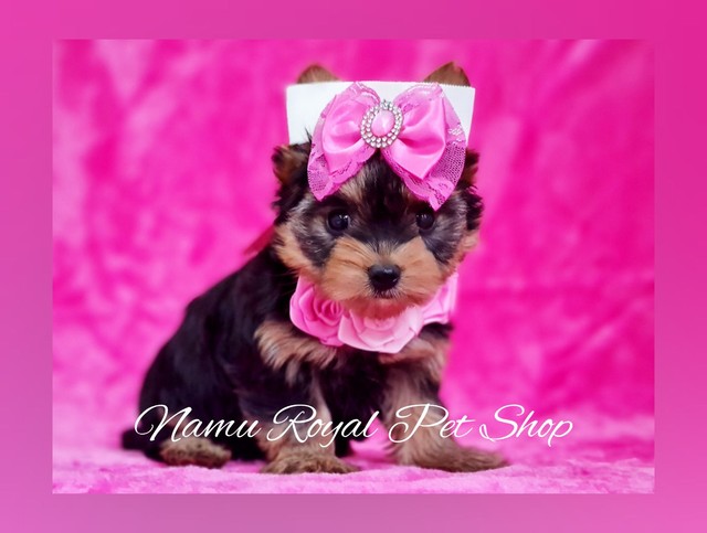 Yorkshire linda fêmea mini, fotos reais - Namu Royal Pet Shop 