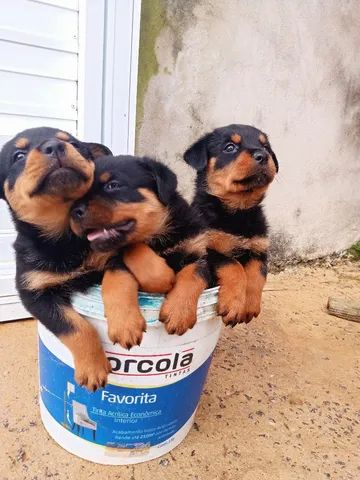 Filhotes de Rottweiler Cabeça de touro 