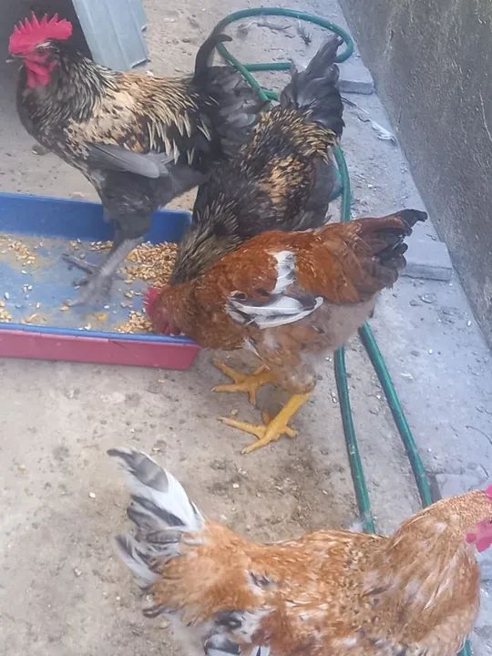 Frangos Caipiras 5 meses - Foto 3