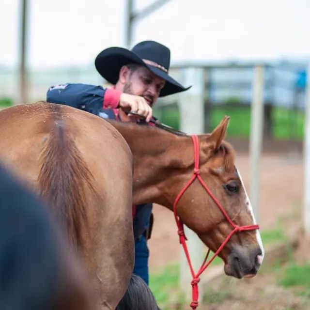Domador/Treinador/Cavalos