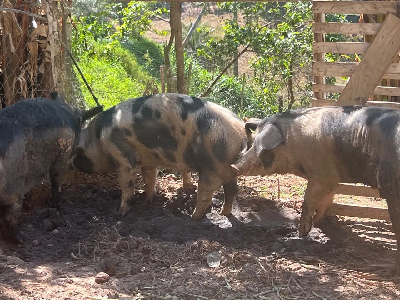 Porco pietrain ,Duroc , piau 100% caipira 12 kG - Foto 6