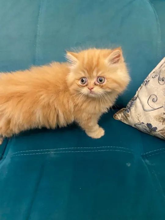 Persa maravilhosos pra vc! ENTREGAMOS  - Foto 5