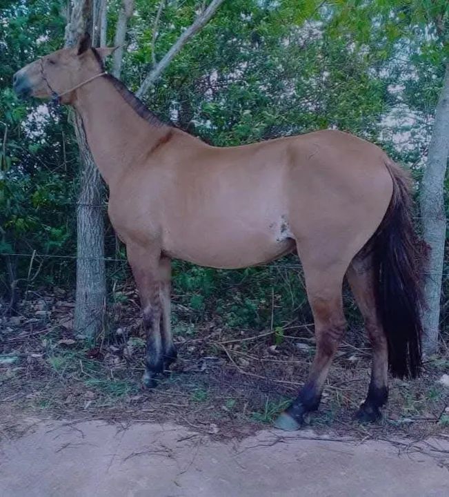 Égua Campolina Prenha Oportunidade/Vantagem! - Foto 3