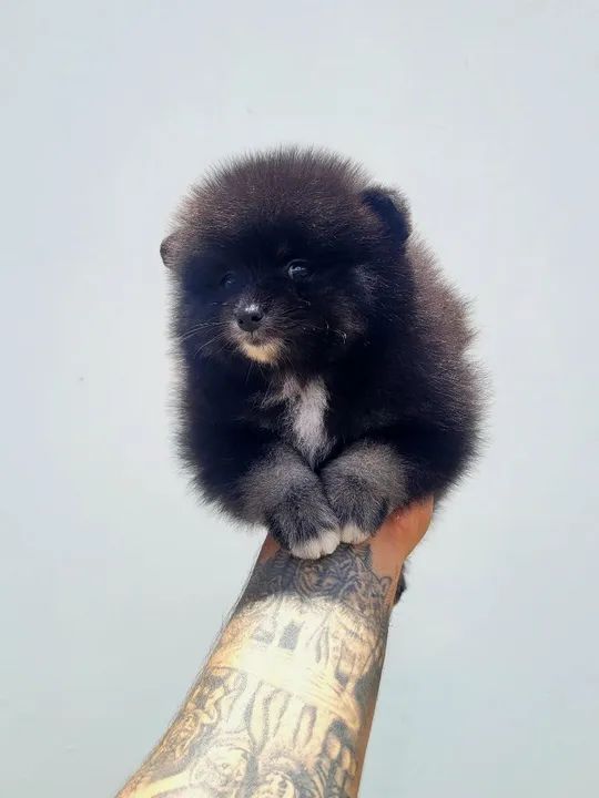 Spitz Alemão - Lulu da Pomerânia - Fêmea com pedigree CBKC